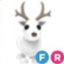 입양하세요 흰순록 판매합니다