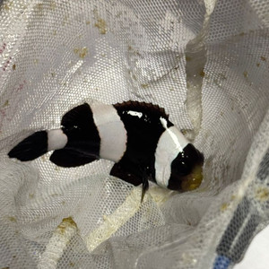 블랙니모(6-7cm) 한쌍