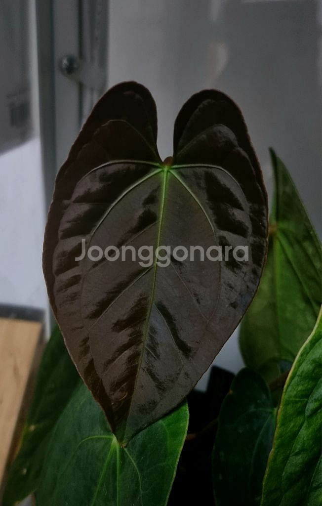 안스리움 파필릴라미넘 x 에오스 스콧코헨--3