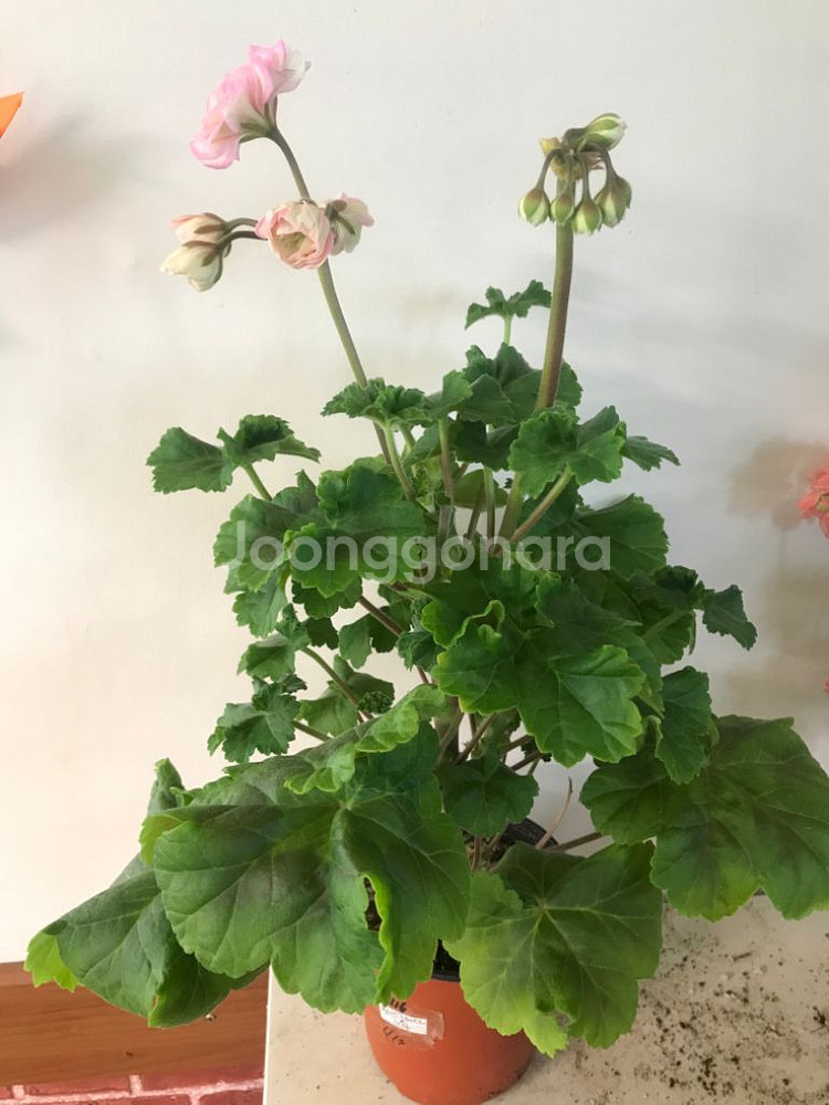 북안드로메다 러시아 제라늄--3