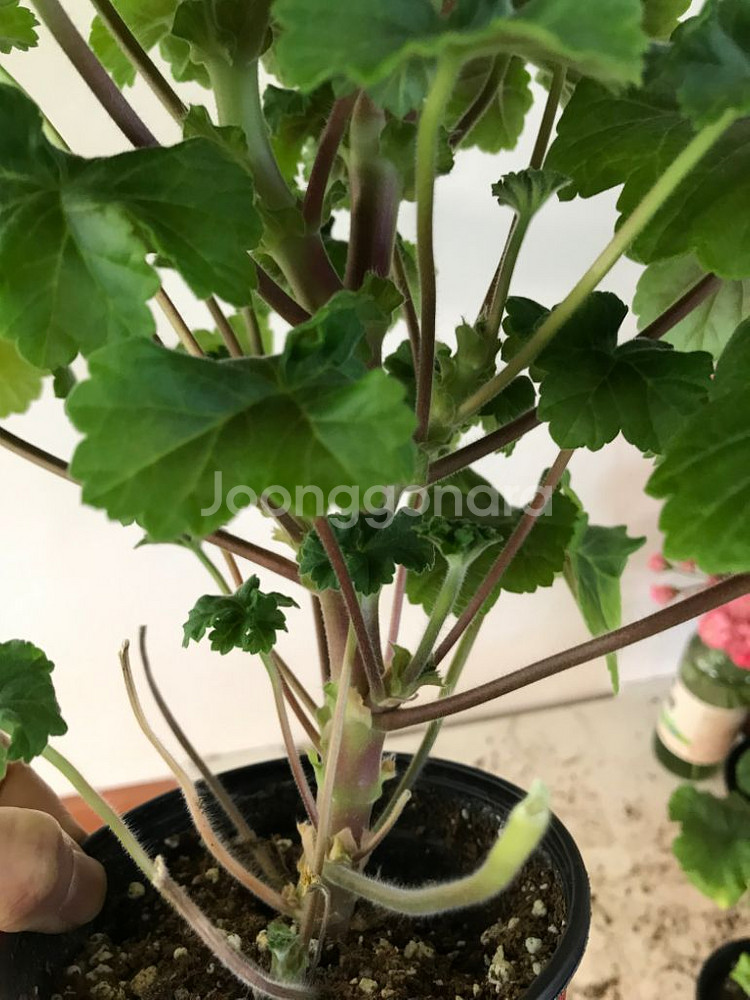 북안드로메다 러시아 제라늄--7