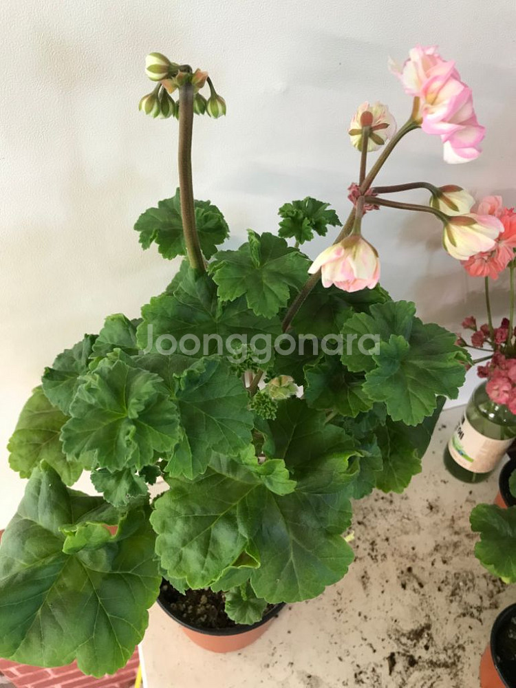 북안드로메다 러시아 제라늄--6
