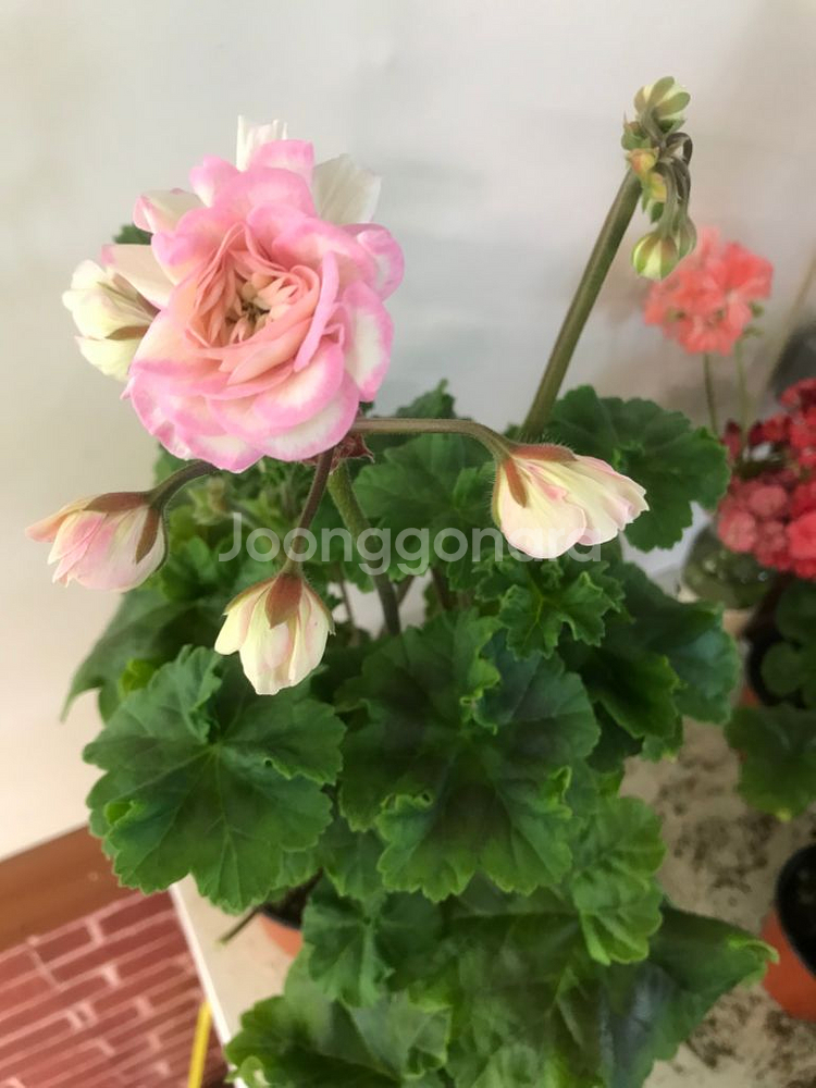 북안드로메다 러시아 제라늄--5