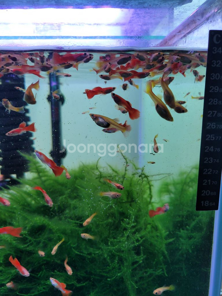 구피 분양합니다--2