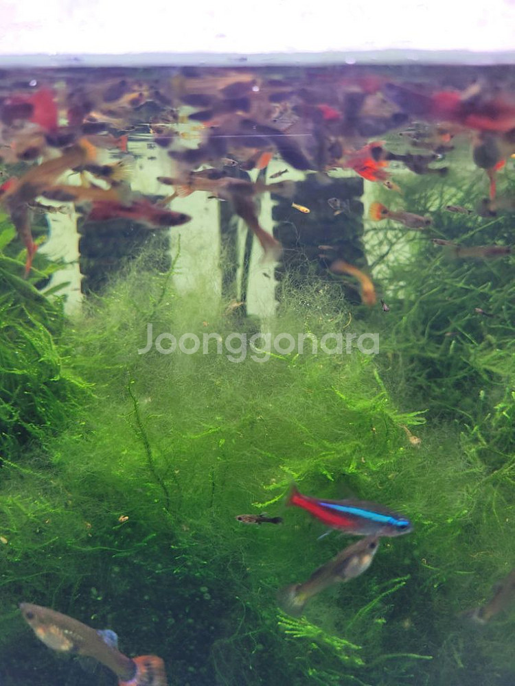 구피 분양합니다--1