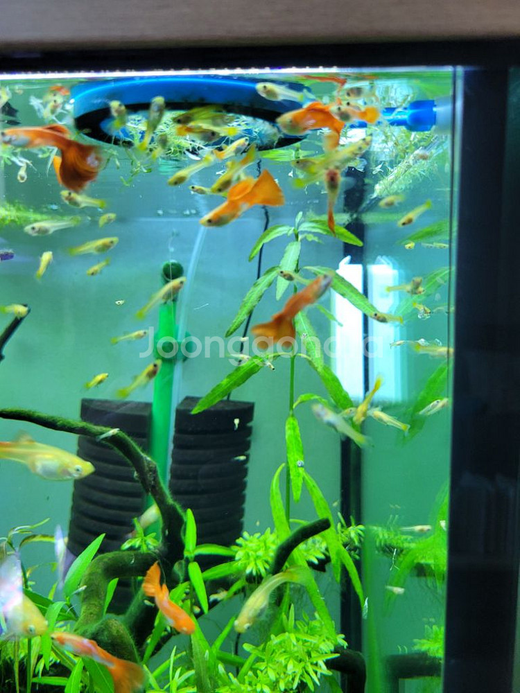 구피 분양합니다--0