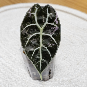 알로카시아 왓소니아 글로시 핑크바리에가타