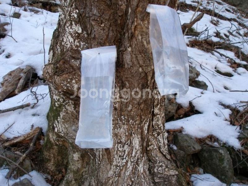 지리산 능선 천왕봉 아래 토끼봉 채취시작!--3