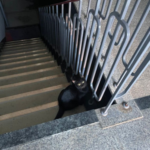 헷지님 그로밋피규엉