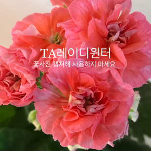 Ta레이디윈터 레이니홀리데이 러시아 제라늄