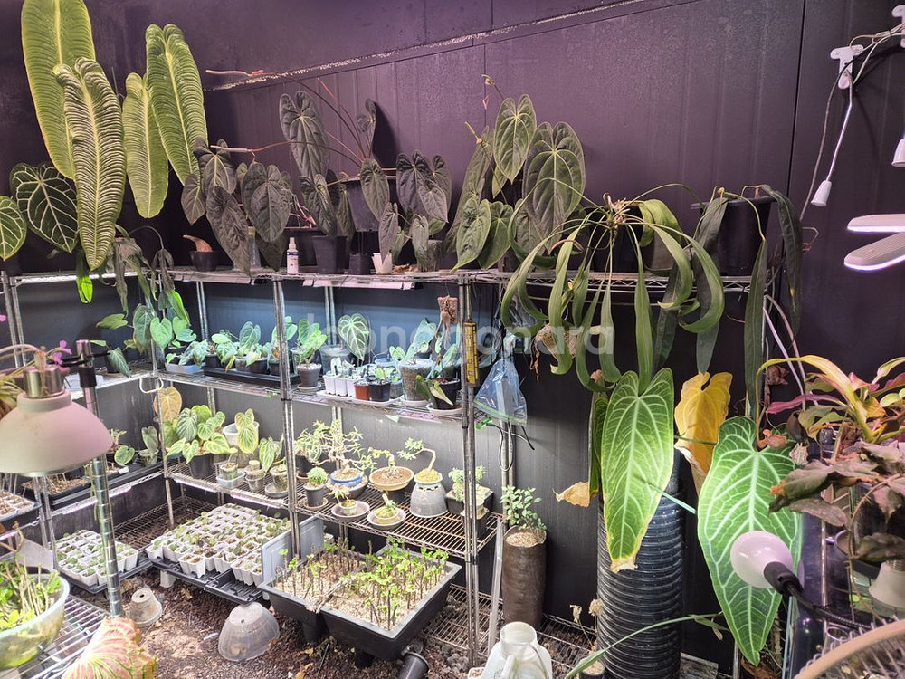 안스리움 접습니다--0