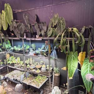 안스리움 접습니다