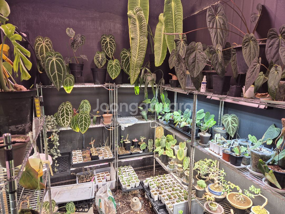 안스리움 접습니다--1