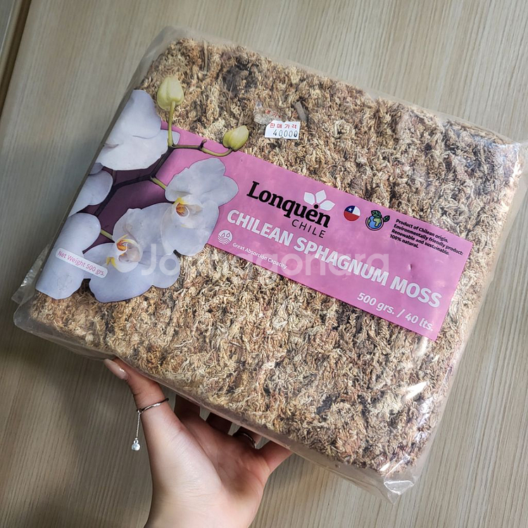 칠레산 고급 수태 500g--0