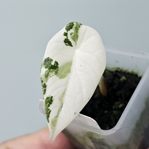 알로카시아 마하라니 알보