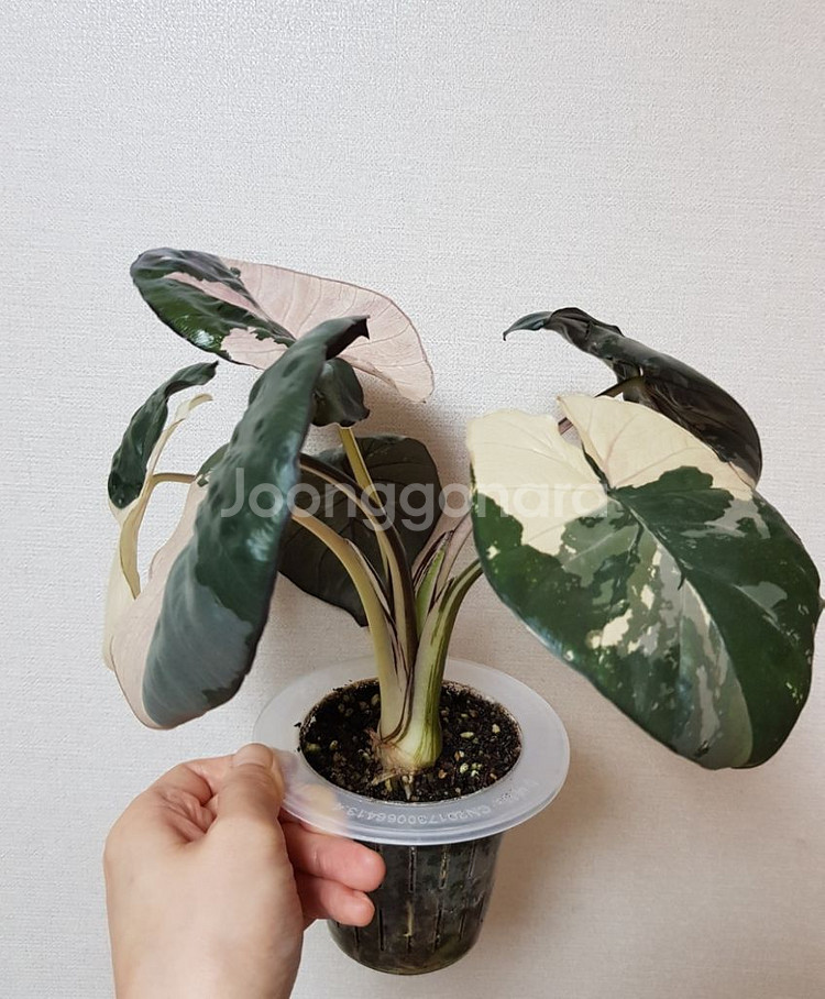 알로카시아 세렌디피티 바리에가타--2