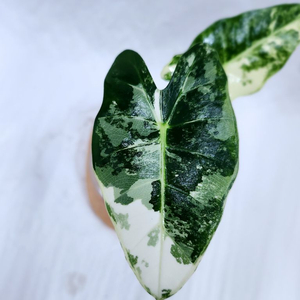 알로카시아 무늬프라이덱 바리에가타