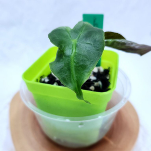 알로카시아 베놈