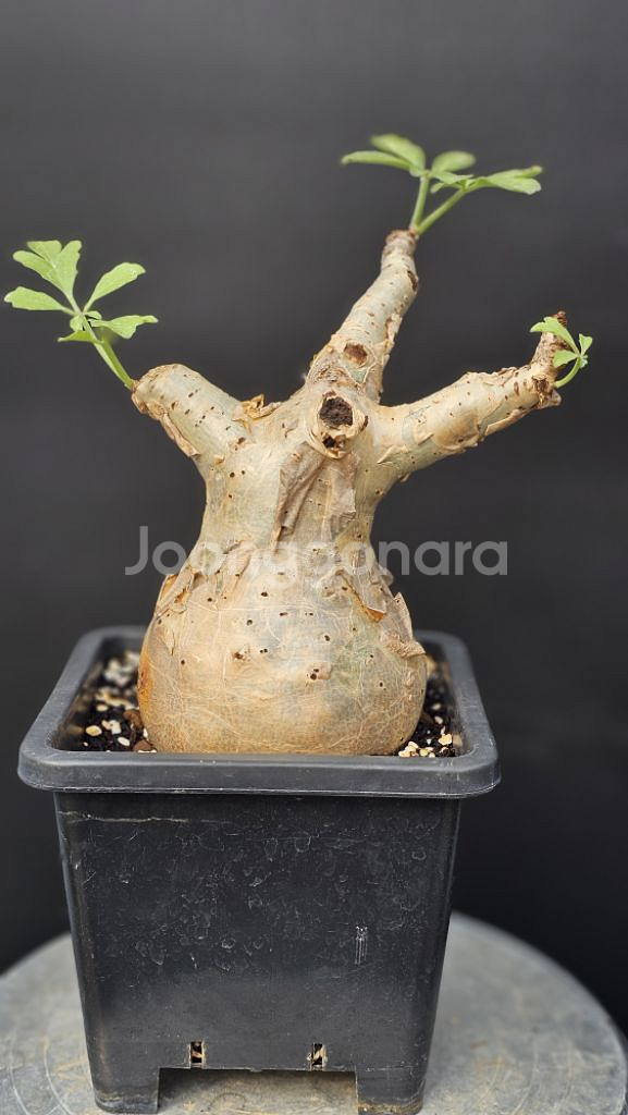 스몰맆 귀한 소말리아산 베티포르메 /아프리카식물 코덱스--1