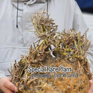 Special Rare Plant 아데니아 페츄어리