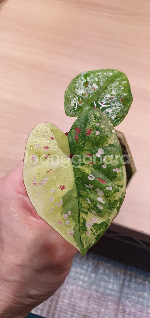 칼라디움 억만장자 바리에가타--0