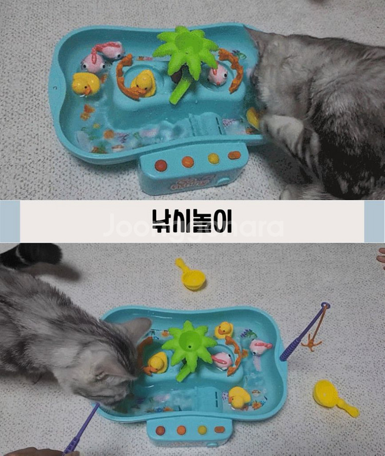 체코케어 물고기 낚시 장난감 / 고양이 장난감--2
