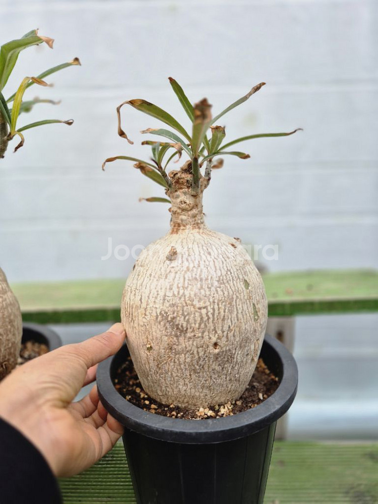 아데니움 소말렌스 (Adenium Somalense)--6