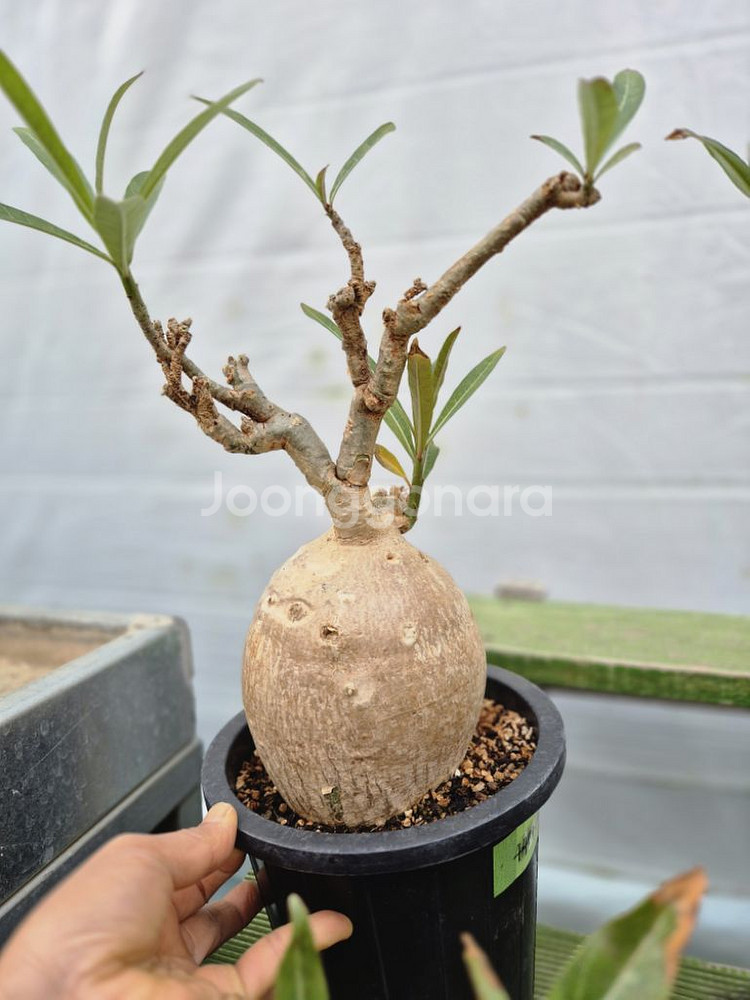 아데니움 소말렌스 (Adenium Somalense)--4