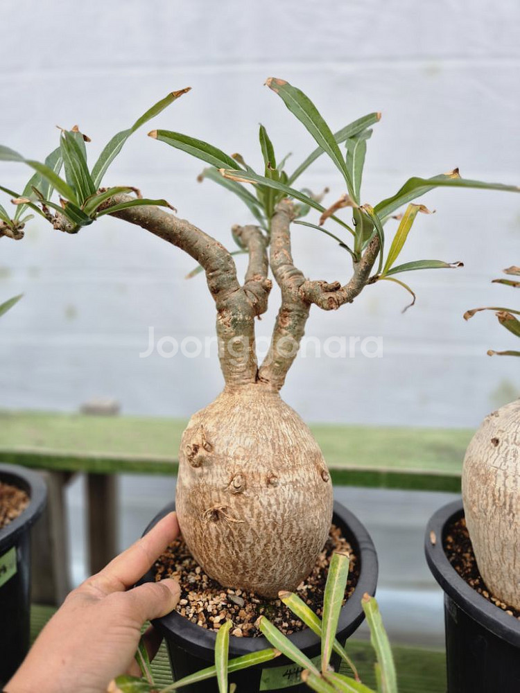 아데니움 소말렌스 (Adenium Somalense)--5