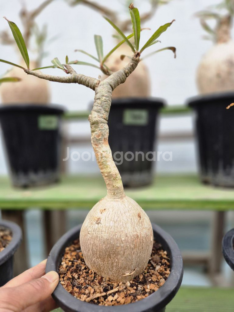 아데니움 소말렌스 (Adenium Somalense)--2