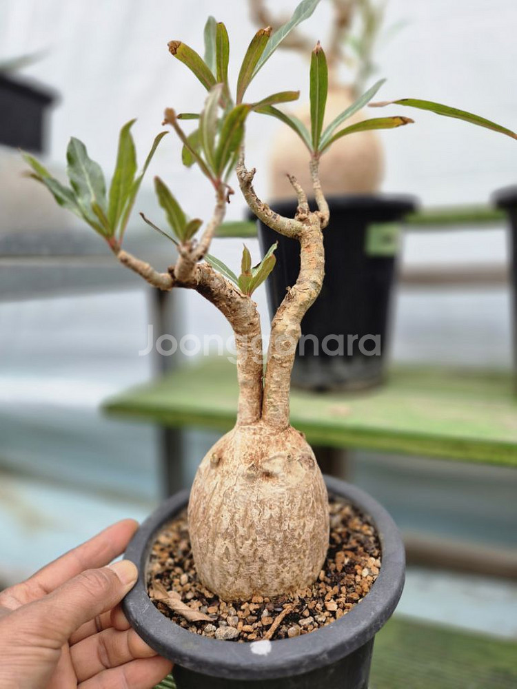 아데니움 소말렌스 (Adenium Somalense)--1