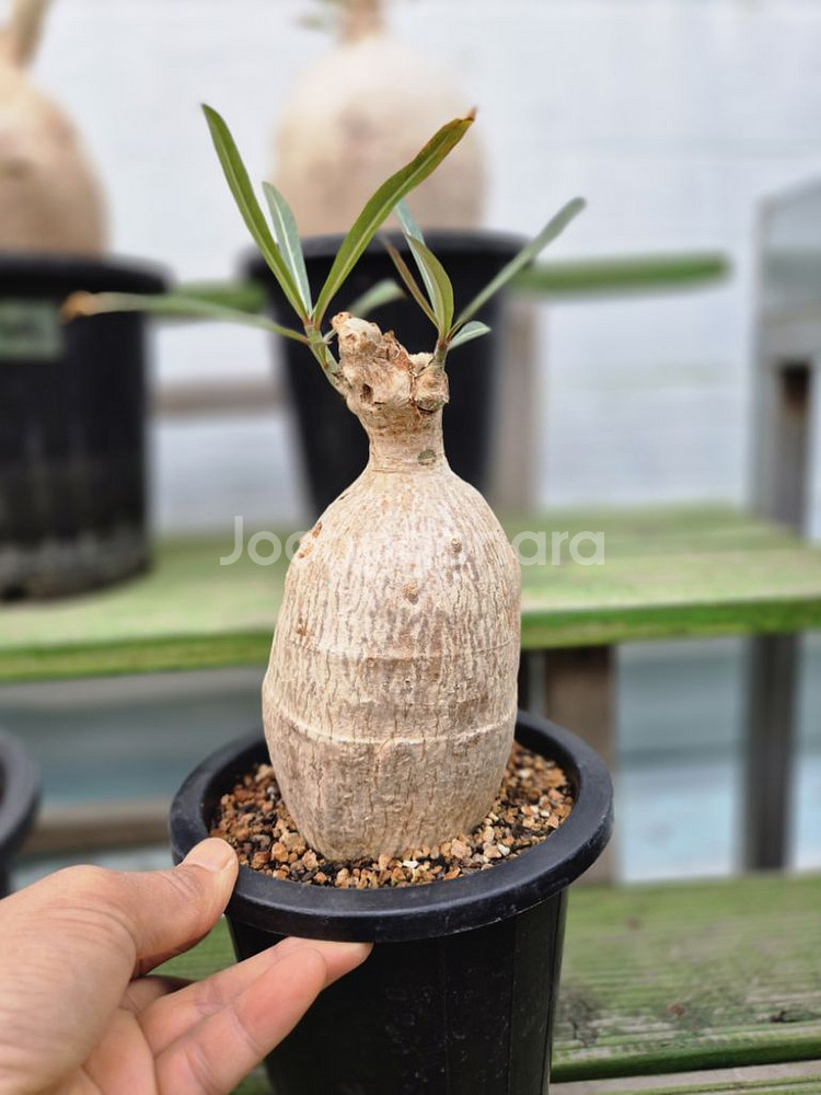 아데니움 소말렌스 (Adenium Somalense)--3