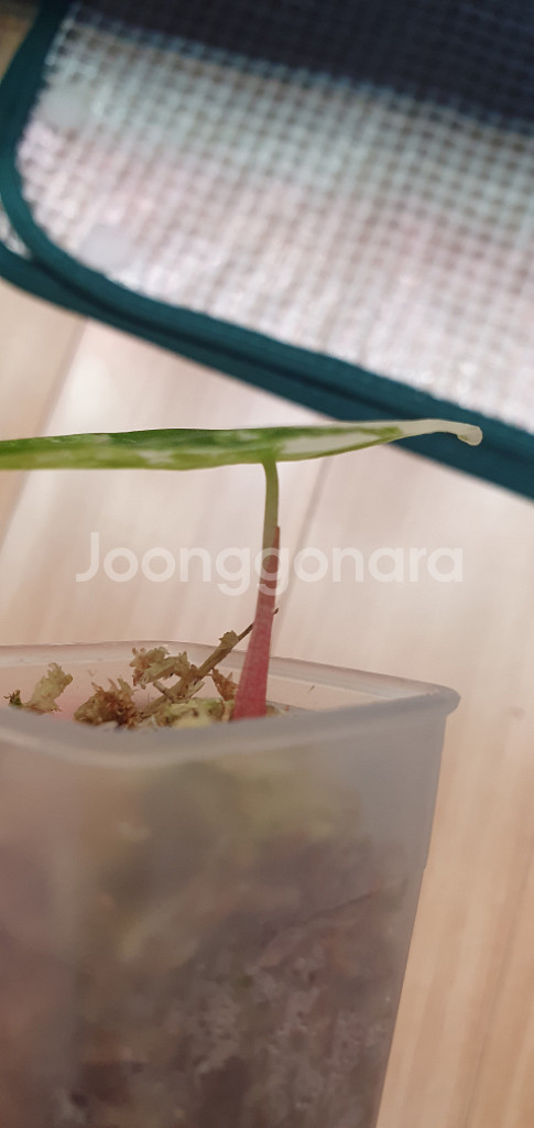 알로카시아 핑크드래곤 알보 바리에가타--1