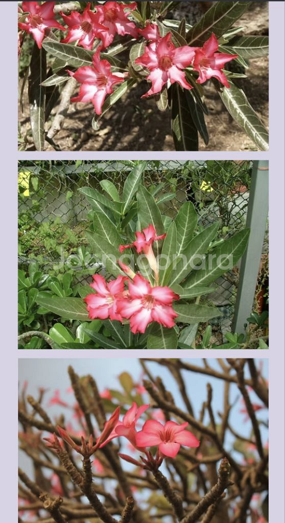 아데니움 소말렌스 (Adenium Somalense)--7
