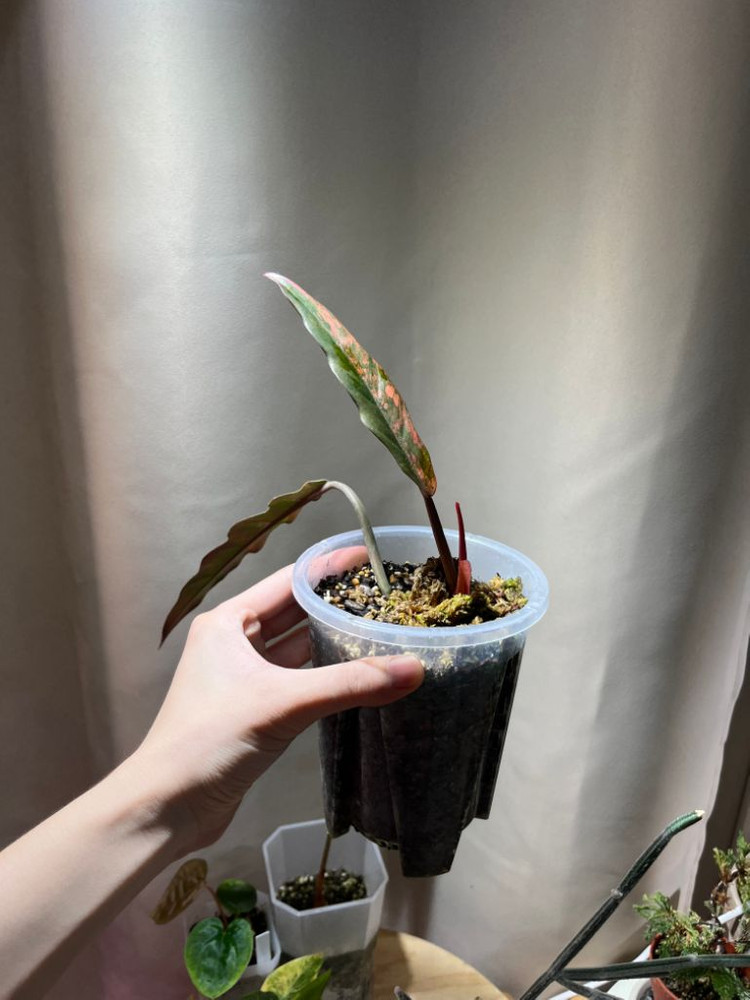 필로덴드론 카라멜마블 바리에가타--1