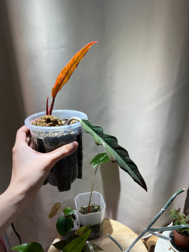 필로덴드론 카라멜마블 바리에가타--2