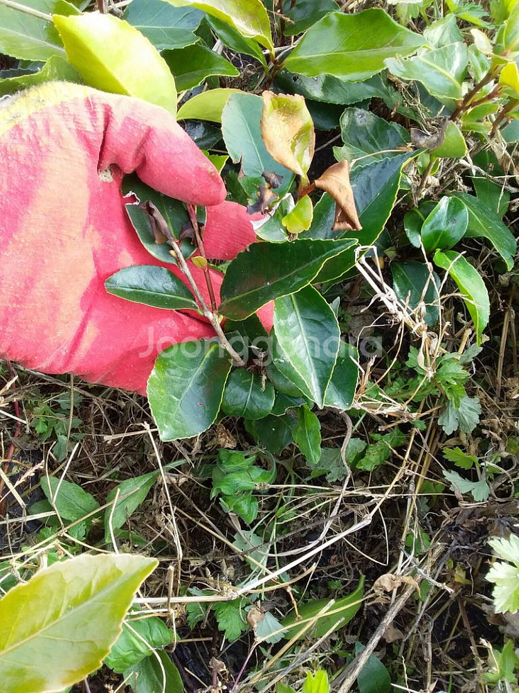 아스파라거스, 작약 구근. 슈퍼도라지씨, 동백나무--8