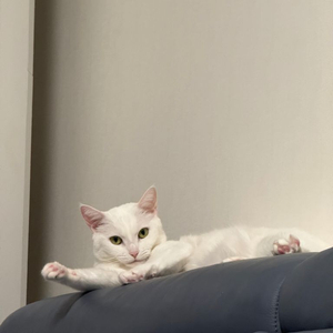 브롬톤 핑크색 삽니드