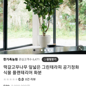 대형 떡갈나무