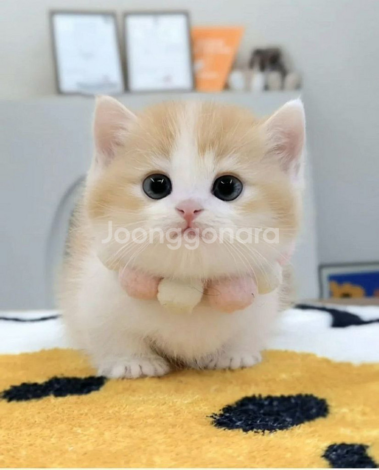 먼치킨남자냥이--0