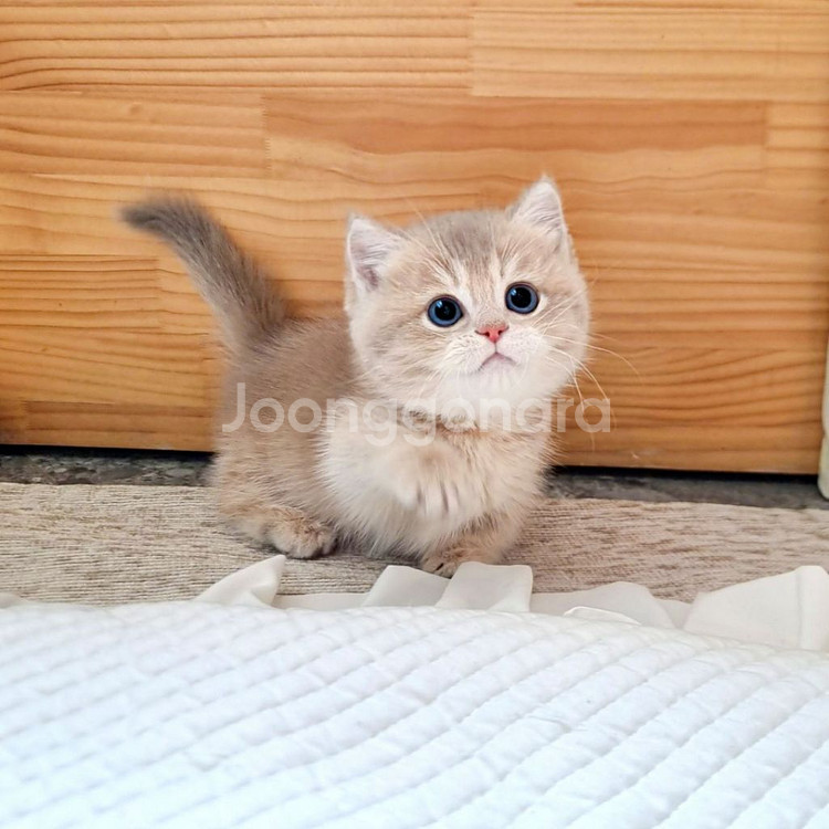 먼치킨남자냥이--1