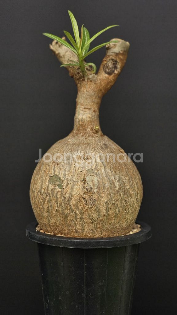 완똥 끝판왕 아데니움 소말렌스 (아프리카식물/코덱스)--1