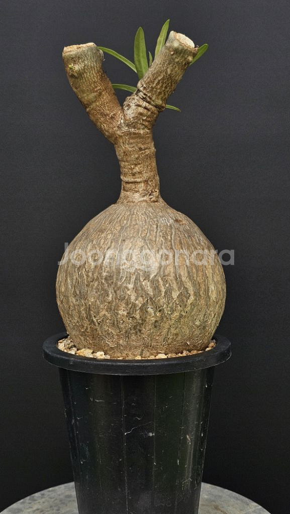 완똥 끝판왕 아데니움 소말렌스 (아프리카식물/코덱스)--2