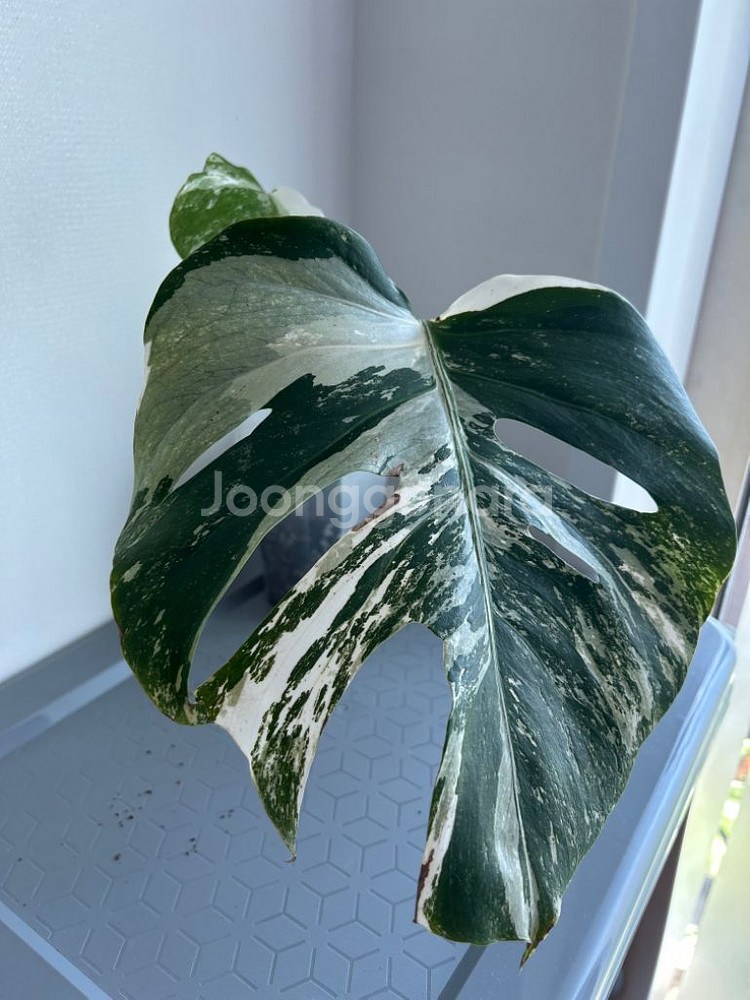 몬스테라 알보--0