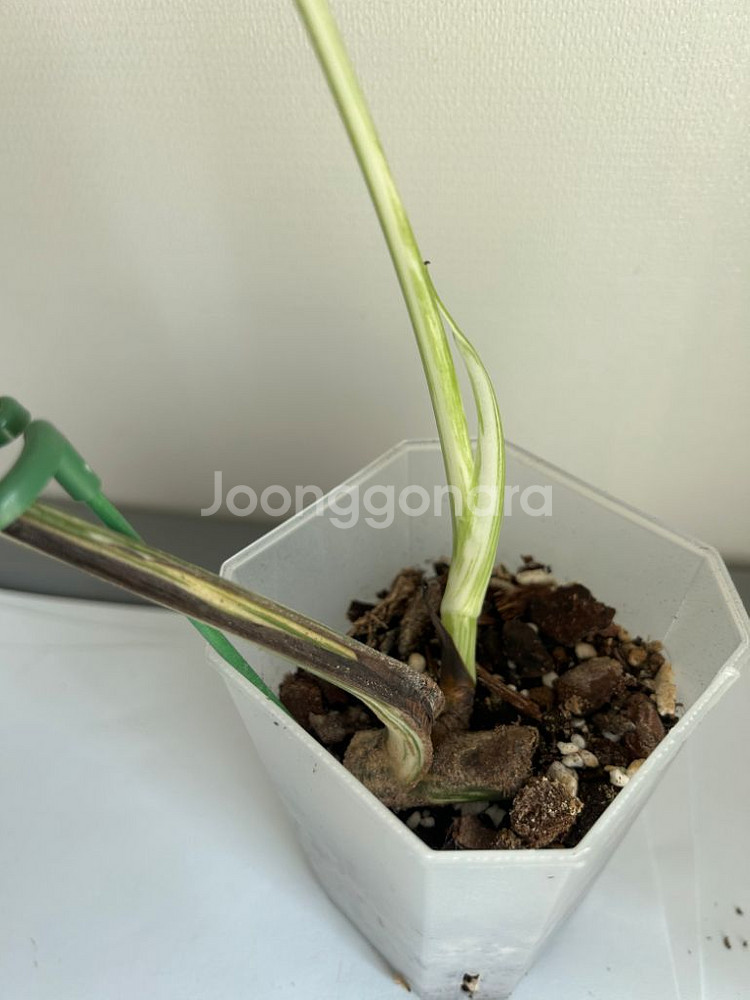 몬스테라 알보--4