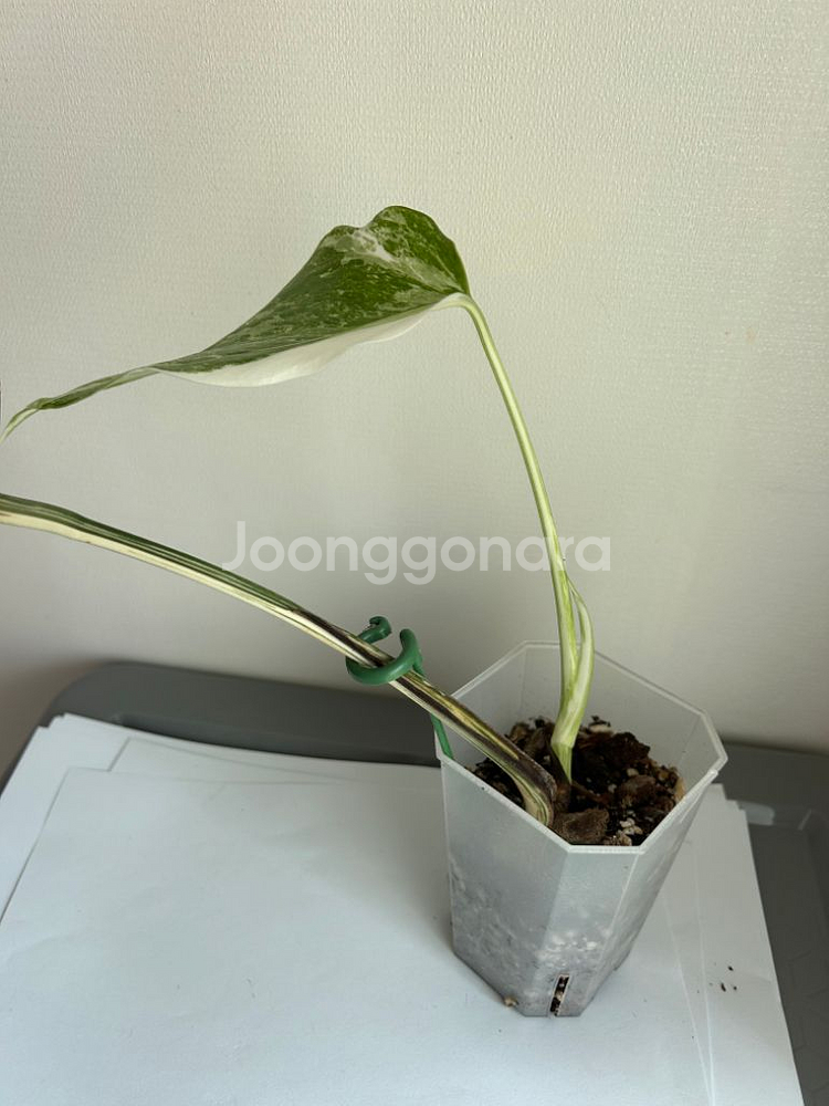 몬스테라 알보--3