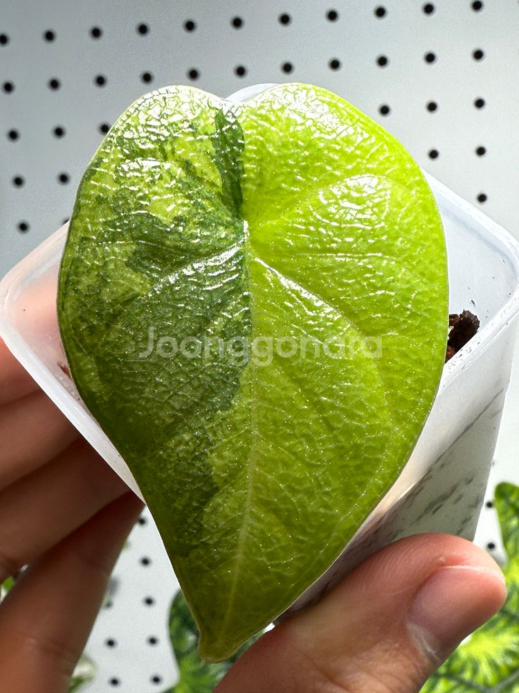 알로카시아 멜로 바리에가타 아우레아 유묘 분양합니--1