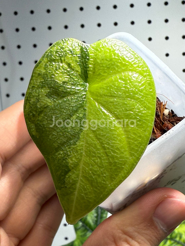 알로카시아 멜로 바리에가타 아우레아 유묘 분양합니--2