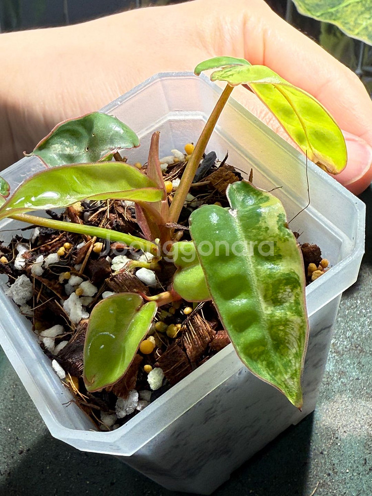 빌리에티에 바리에가타 SS급 극황 무늬 개체 분양!--3