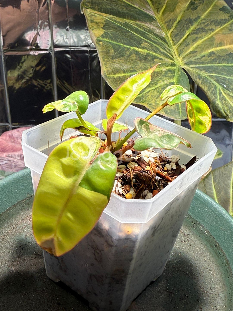 빌리에티에 바리에가타 SS급 극황 무늬 개체 분양!--2